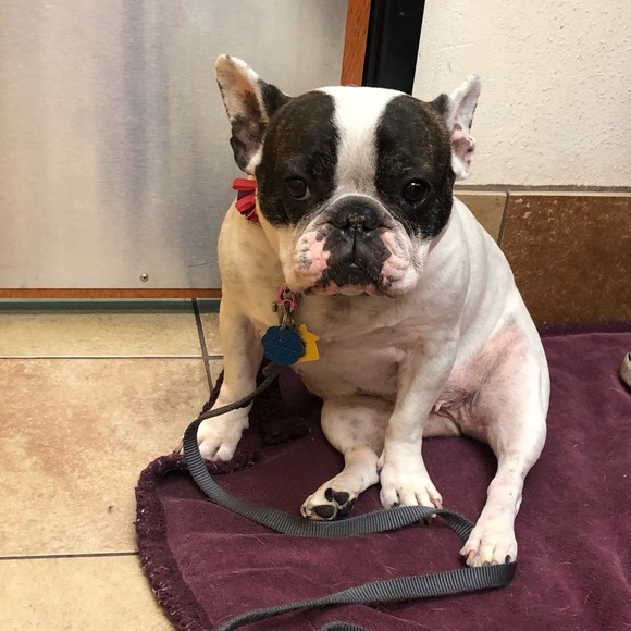 Your money buys our meds‼️‼️ THANK YOU‼️‼️😍😍 - Picture 3 of 7